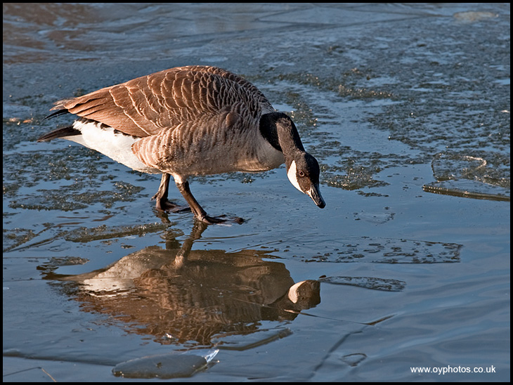 On Thin Ice